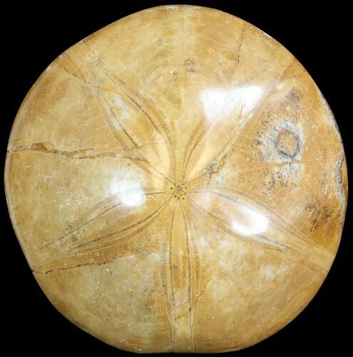 Polished Fossil Sand Dollar (Mepygurus) - Jurassic #43784